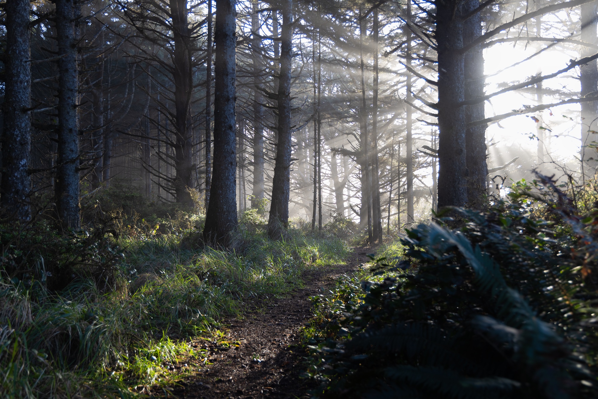 Sunlight streaming through coastal forest trail near Port Orford