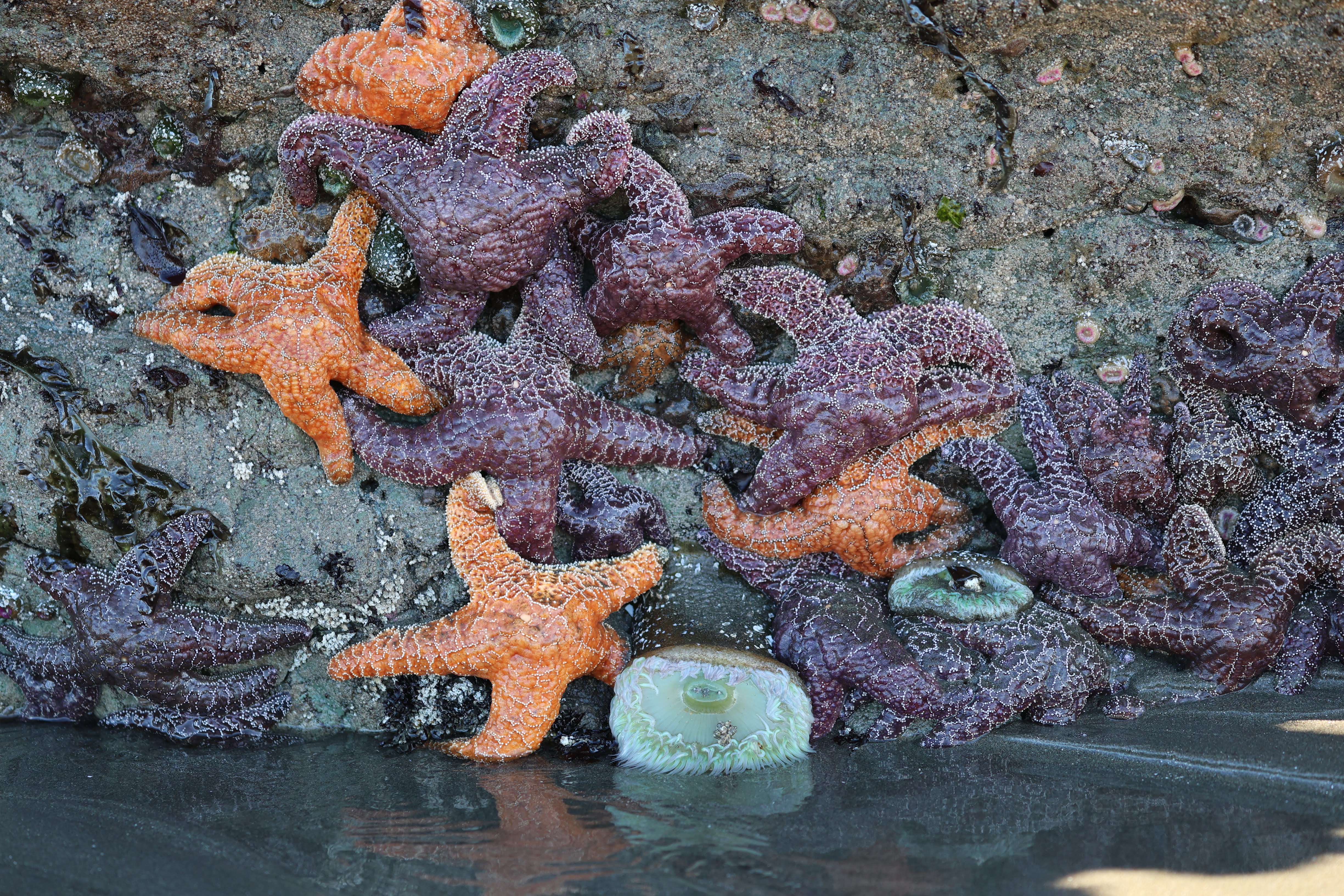 Orange and purple sea stars in Pacific Coast tidepools